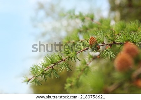 Pine tree branch with small cone against blurred background, closeup. Spring season