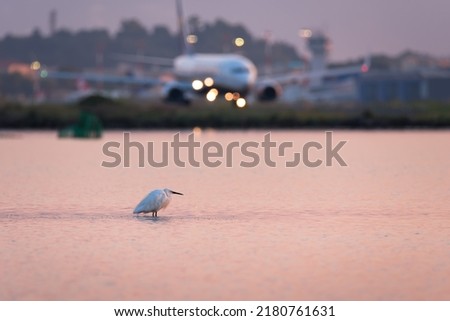 Beautiful white little egret or small heron bird standing in the pink sunrise water of sea bay with airplane on background
