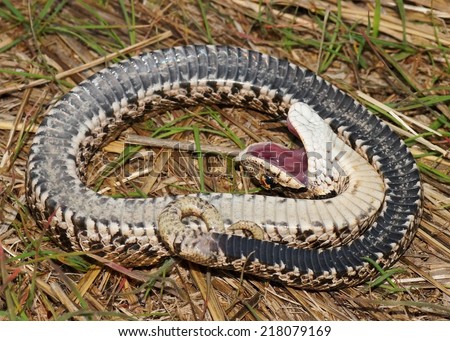 Eastern Hognose Snake, Heterodon nasicus - death feigning (faking death as defense mechanism)