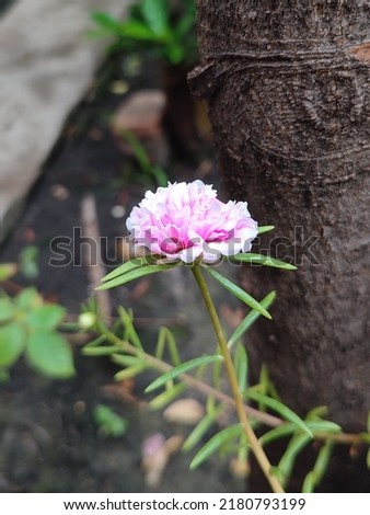 white and pink moss rose photo
