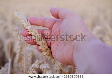 farmer, agronomist hands touch ripe, golden ears of wheat on field, concept of future harvest, bread production, stock exchange, grain trading, yield and grain quality of winter and spring wheat