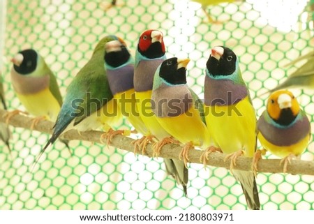 Set finches 7color Gouldian Finch, Male Bird Style Face dark orange chest dark purple body dark yellow. bird in front of a green background Royalty-Free Stock Photo #2180803971
