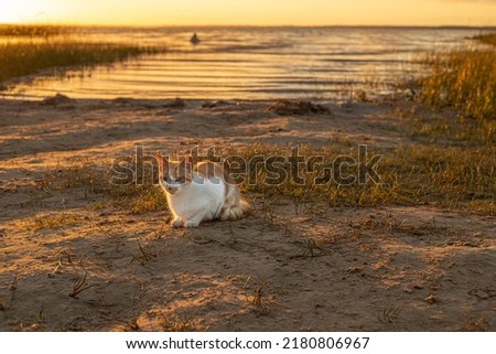 Silhouette of a cat by the lake watching the sunset and waiting for its owner. Setting sun by the lake. The harmony of the sun's unity with nature. Reflection of sunlight on the surface of the lake.