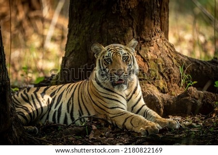 Indian wild bengal male tiger portrait or closeup in morning jungle safari or drive at bandhavgarh national park or tiger reserve madhya pradesh india asia - panthera tigris tigris