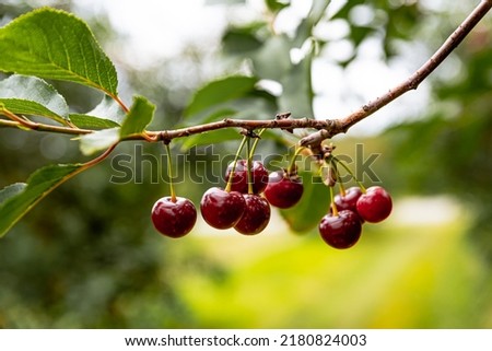 Ripe cherries hanging on a cherry tree branch against green background. Fruits growing in organic cherry orchard on a sunny day Royalty-Free Stock Photo #2180824003