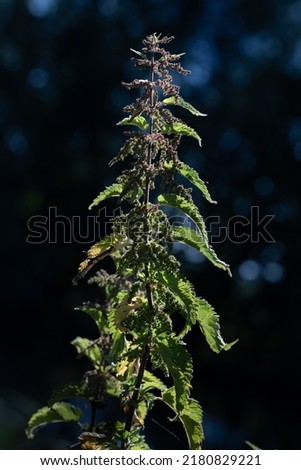 Close-up of a stinging nettle against the light. The background is blue with reflections of light in nature.