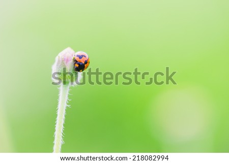 lady bug on the flower, picture for natural green background.