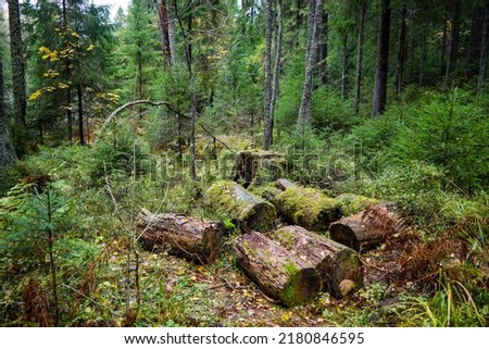 Deep in the primeval mossy forest. Mossy deep forest. Deep dark forest. Wilderness forest in moss Royalty-Free Stock Photo #2180846595