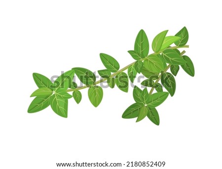 Fresh oregano or marjoram vetocchi with leaves, vector illustration isolated on white background Royalty-Free Stock Photo #2180852409