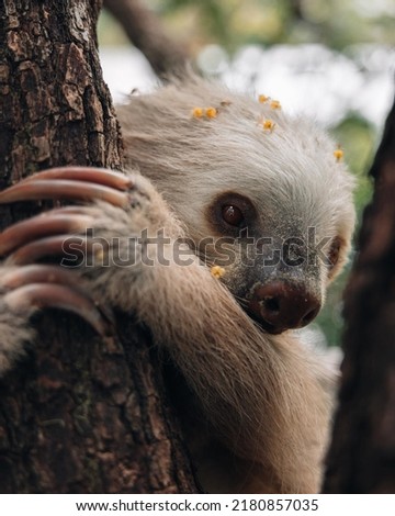 Closeup of a sloth hanging on tree
