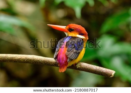Beautiful and lovely bird, Black-backed Kingfisher or Three-toed Kingfisher (Ceyx erithaca) is a species of bird in the Alcedinidae family on a branch in the for  forest Thailand Royalty-Free Stock Photo #2180887017