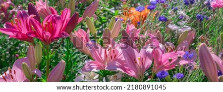 Blooming tender Lily flowergrows in a flower bed. Banner Closeup of Bouquet of large Lilies.