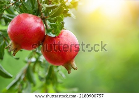 Two red pomegranate fruits hanging on tree.