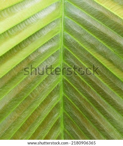 close up young leaf of Yang ( Dipterocarpus alatus Roxb. )