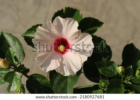 Bright pink flower of hibiscus (Hibiscus rosa sinensis)or bunga kembang sepatu on green background.Hibiscus comprising several hundred species.Blurry background.