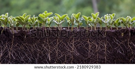 Fresh green soybean plants with roots Royalty-Free Stock Photo #2180929383