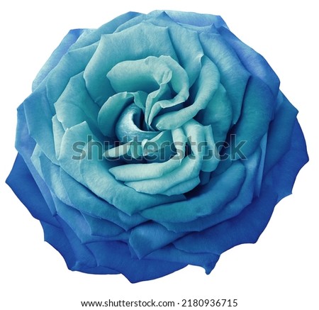 Blue-turquoise  rose flower  on  white  isolated background with clipping path. Closeup. For design. Nature. 