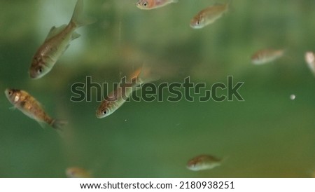 Small fish swimming in the aquarium