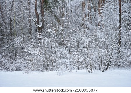 The picture shows a winter forest in which the branches of trees and bushes were covered with snow.