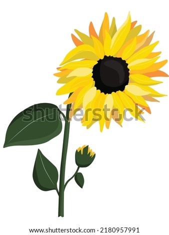 Yellow sunflower, vector illustration, isolated on white background
