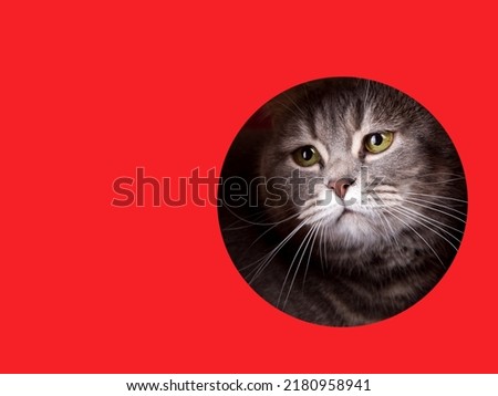 A cute gray cat peeking out of hole on a red background. Concept, template, copy space.