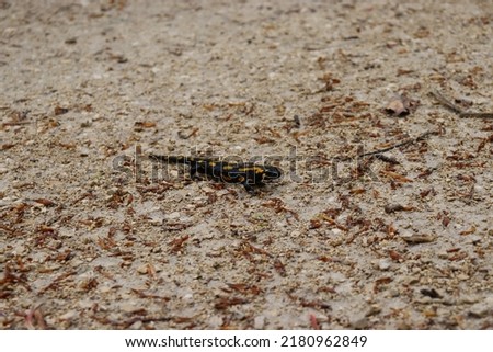 Salamander in freier Wildbahn im Wald