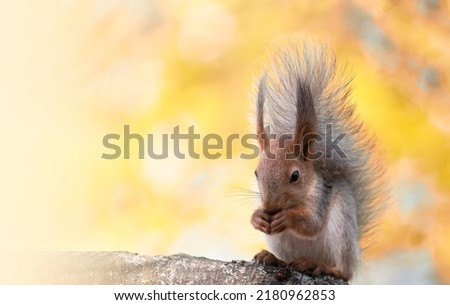 Funny furry squirrel with fluffy tail sitting on the stump and eating nuts against autumn backdrop.Pretty squirrel with tufted ears and black eyes closeup.Feed wild animals in forest to help nature