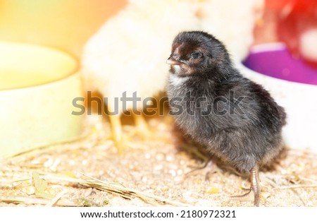 One day old rare breed of chicken on small farm.Little black easter chick surrounded by yellow ones.Close farm, temperature and light control. Poultry organic farming.Chicken breeding business Royalty-Free Stock Photo #2180972321
