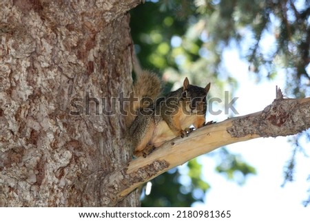 Squirrel hanging in his tree