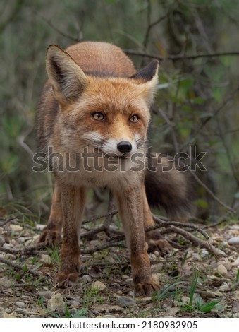 A vertical shot of a red fox in a forest