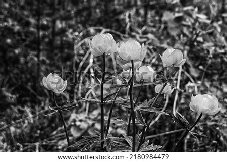 forest flowers in black and white image