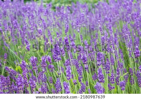 Purple lavender flower field close up selective focus