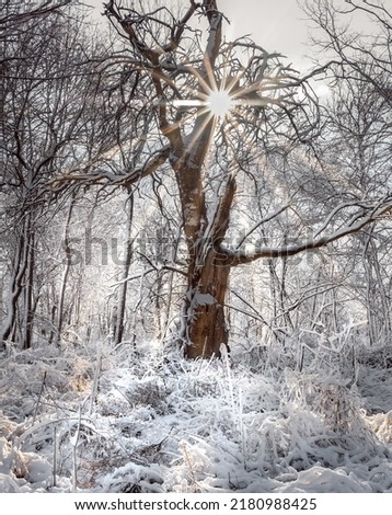 A vertical shot of big leafless trees in a snowy swamp