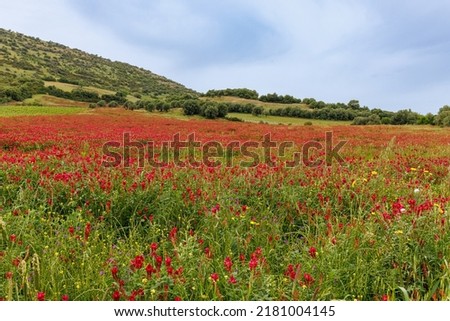 The abundance of flowers in the vast meadows of Sardinia island, Italy