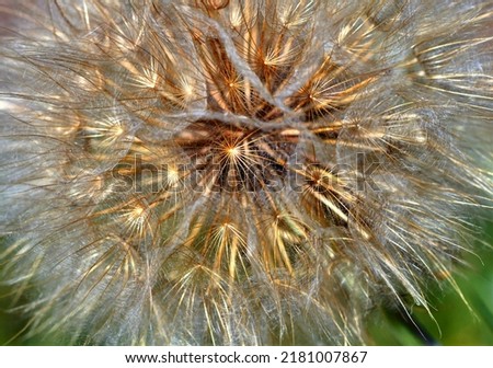 Natural dandelion seed lace in the summer field 