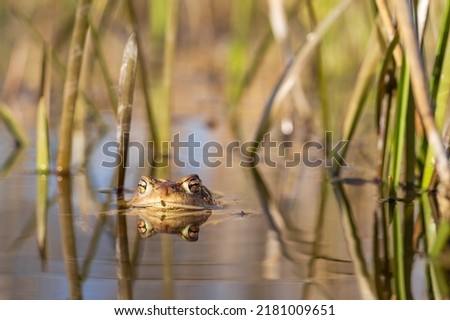 The green toad lies on the surface of the pond among the reeds.