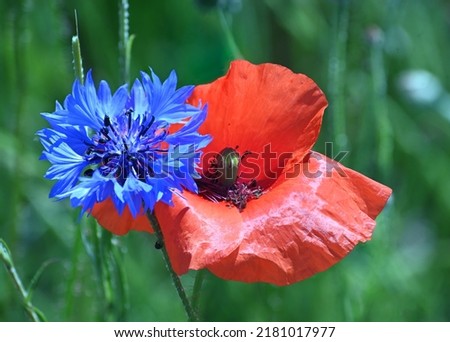 Cornflower and poppy at the edge of a field