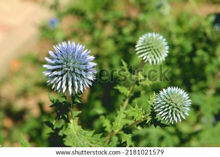Flowers of the ball-headed mordovnik (lat. Echinops sphaerocephalus) Blue prickly round flowers in the garden.