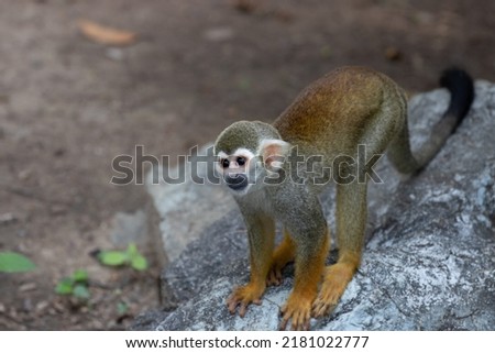 Cute and Playful Monkey are having fun on the tree