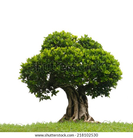 bonsai tree in garden isolated on white Royalty-Free Stock Photo #218102530