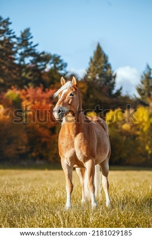 A brown haflinger horse in the field on a sunny autumn day Royalty-Free Stock Photo #2181029185