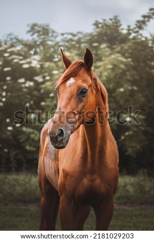 An english thoroughbred horse in the field Royalty-Free Stock Photo #2181029203