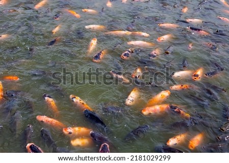 Tilapia fish in the pond