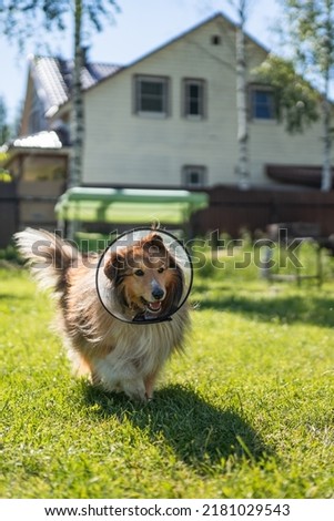 Happy red sheltie dog in medical protective cone walking on backyard.