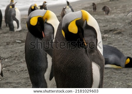 a closeup shot of two Emperor Penguins sleeping in the background of penguins on beach