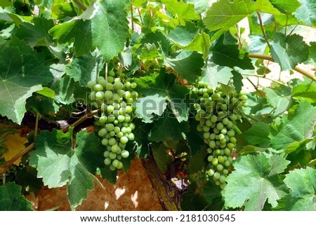 Vitis vinifera, the common grape vine. Grape is a fruit (botanically a berry), of the deciduous woody vines of the flowering plant genus Vitis Royalty-Free Stock Photo #2181030545