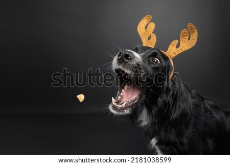 Christmas portrait of a black dog wearing reindeer antlers catching a treat on a black background 