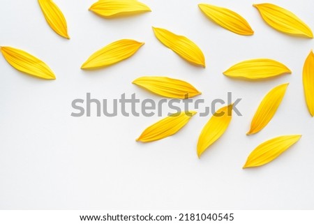 Sunflower petals on a white background. Texture from yellow petals.