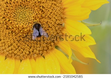 Close up of bumble bee in sunflower