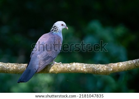 The endangered and vulnerable Nilgiri Wood Pigeon Royalty-Free Stock Photo #2181047835